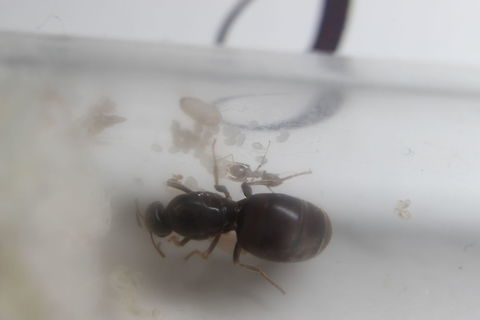 New Born... The Lasius Niger Queen I've been looking after for a month now has had her first baby!!
You can see how tiny she is, small and spindly as she won't have had any mature ants feeding her as she was growing...
http://www.jungledragon.com/image/31882/new_lasius_niger_queen.html Black garden ant,Lasius niger
