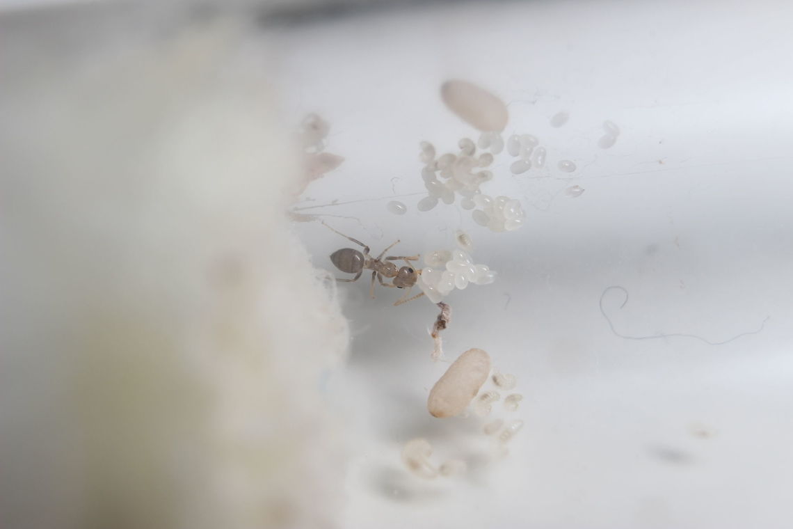 Closeup of the nanite This is the first born in the lasius niger colony I&#039;ve been looking after... Black garden ant,Lasius niger