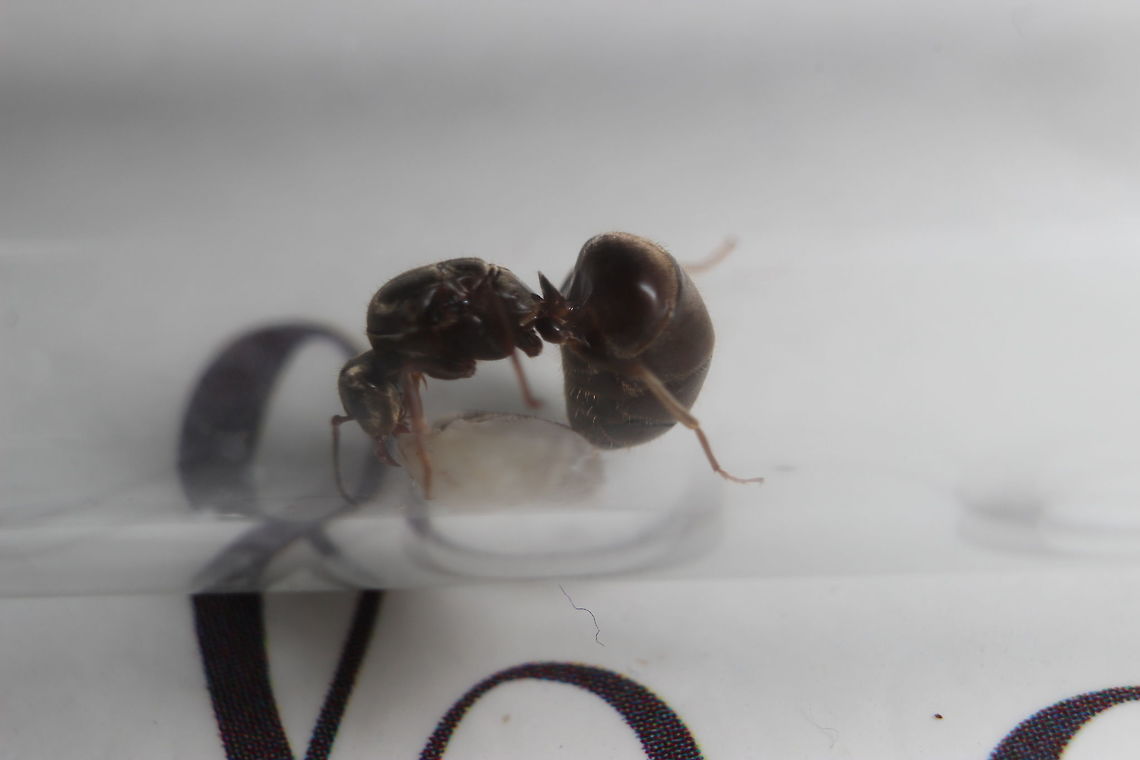 Interesting behaviour Really interesting this, here you can see the Lasius Niger queen who has not had any food for just over a month. A cut up cricket leg was put into the test tube for her and her new born to eat as she will now start getting fed and become nothing more than an egg laying machine. As you can see, she has bent her abdomen right underneath her. This is behavior I would expect from a species such as Manica Rubida or Myrmica rubra as they have stingers. Even ants from the Formica family do this to spray formic acid at attackers. As far as I'm aware, Lasius Niger have neither stings or acid spraying capabilities. I wonder if this is some evolutionary instinct from when this ant may have had additional defences? Black garden ant,Lasius niger