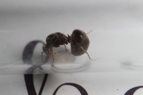 Interesting behaviour Really interesting this, here you can see the Lasius Niger queen who has not had any food for just over a month. A cut up cricket leg was put into the test tube for her and her new born to eat as she will now start getting fed and become nothing more than an egg laying machine. As you can see, she has bent her abdomen right underneath her. This is behavior I would expect from a species such as Manica Rubida or Myrmica rubra as they have stingers. Even ants from the Formica family do this to spray formic acid at attackers. As far as I'm aware, Lasius Niger have neither stings or acid spraying capabilities. I wonder if this is some evolutionary instinct from when this ant may have had additional defences? Black garden ant,Lasius niger
