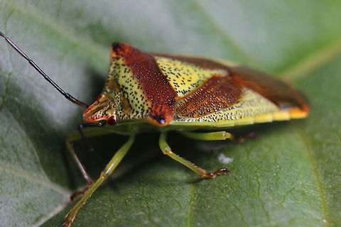 Shield Bug The lilac bush in my garden had many of these on it today. Acanthosoma,Acanthosoma haemorrhoidale,Acanthosomatidae,Hawthorn shield bug,Heteroptera,Pentatomoidea