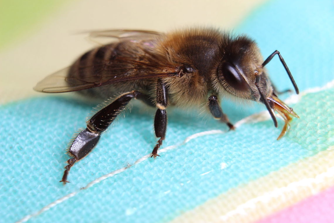 How long is that tongue! She's enjoying a drop of honey on a peg bag. She didn't help me with the washing though, I guess she was busy.... Apis mellifera,Western honey bee