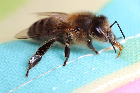 How long is that tongue! She's enjoying a drop of honey on a peg bag. She didn't help me with the washing though, I guess she was busy.... Apis mellifera,Western honey bee