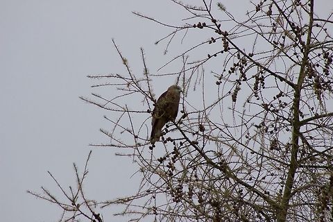 Red Kite Taken near Harewood House - Leeds. There was a time almost 10 years ago where to see one of these in the wild was impossible around these parts. Thankfully after a breeding program was set up they seems to be doing really well now with many pairs of kites flying round. My drive to work takes me past an area that has around 15 flying around. A wonderful site. I'll have to go back when the weather is better and get some more pictures! Milvus milvus,Red Kite