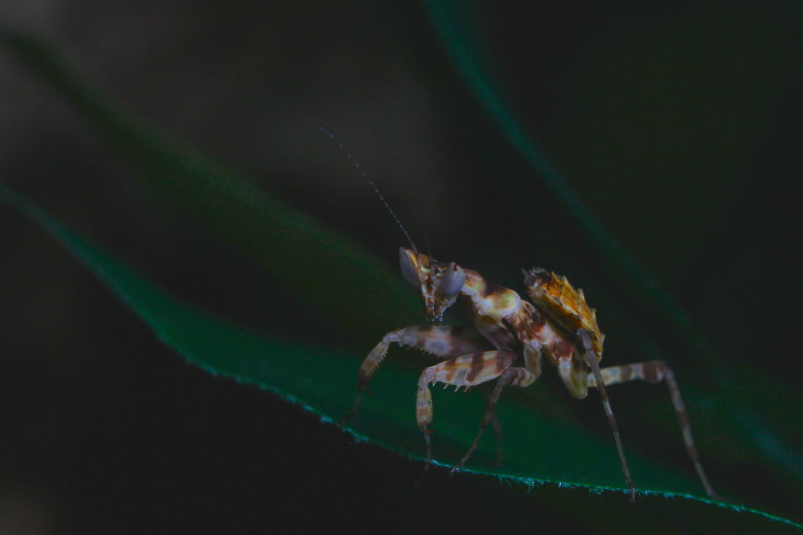 Molly the Mantis Wanted one of these amazing alien like creatures for a long time. Done a lot of research on them and hope to do a lot more! She&#039;s (I think it&#039;s a she!) is an L3 instar nymph so she will do some growing. At the moment she is about an inch in size!!<br />
<br />
Her species is Creoboter Nebulosa and apparently she is a Chinese Flower Mantis. as I believe the species Creoboter Nebulosa encompasses a number of different species, such as the Indian Flower Mantis. Chinese flower mantis,Creobroter Nebulosa,Fall,Geotagged,United Kingdom,praying mantis