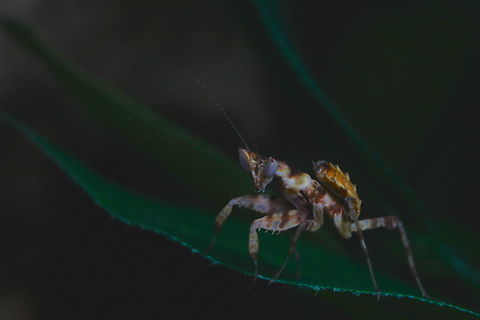 Molly the Mantis Wanted one of these amazing alien like creatures for a long time. Done a lot of research on them and hope to do a lot more! She's (I think it's a she!) is an L3 instar nymph so she will do some growing. At the moment she is about an inch in size!!

Her species is Creoboter Nebulosa and apparently she is a Chinese Flower Mantis. as I believe the species Creoboter Nebulosa encompasses a number of different species, such as the Indian Flower Mantis. Chinese flower mantis,Creobroter Nebulosa,Fall,Geotagged,United Kingdom,praying mantis