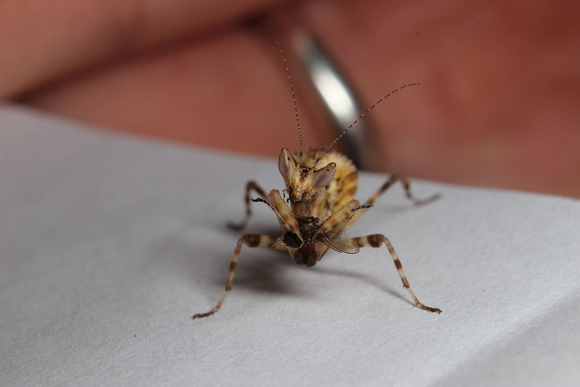 Feeding time! She stalked and killed a fruit fly - it would appear that when they are eating, they don&#039;t let anything get in the way of them finishing their meal! Another fruit fly was also walking around and she was stalking that too!!! Greedy guts!! Did give me the opportunity to get a better shot of her though :) Chinese flower mantis,Creobroter Nebulosa,praying mantis