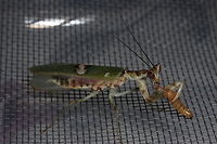 All grown up My little Molly is all grown up now. She had her final molt 2 days ago. It's hard to believe that she was all squashed in her exoskeleton! She now has wings too!<br />
She's loving the mealworms at the moment - she's got such an amusing personality :) Hard to believe she used to look like this:<br />
<br />
http://www.jungledragon.com/image/33749/molly_the_mantis.html Chinese flower mantis,Creobroter Nebulosa