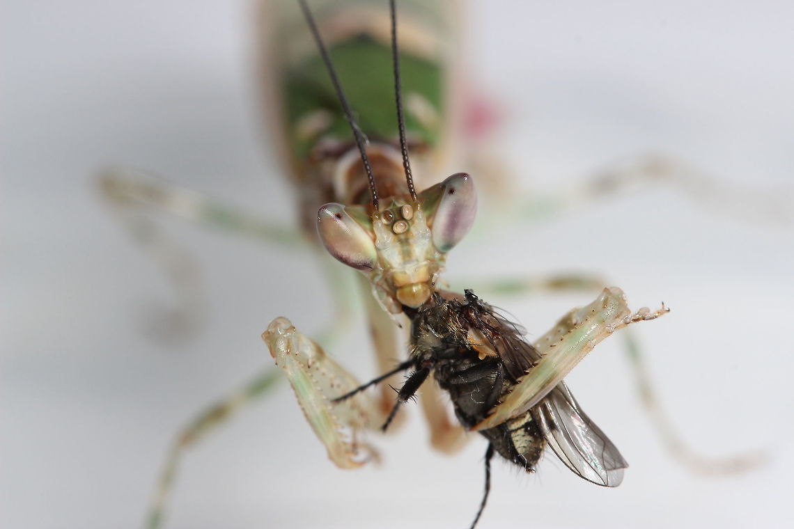 A terrible mistake This fly landed on the windowsill and was cleaning itself. Molly was hungry so out she came. I almost feel sorry for the fly, it didn&#039;t stand a chance! These are by far my favorite insects! Chinese flower mantis,Creobroter Nebulosa,molly,praying mantis