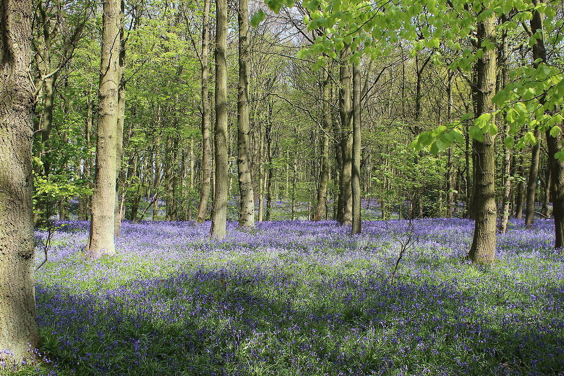 bluebells  Geotagged,Hyacinthoides non-scripta,Spring,United Kingdom