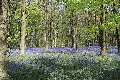 bluebells  Geotagged,Hyacinthoides non-scripta,Spring,United Kingdom
