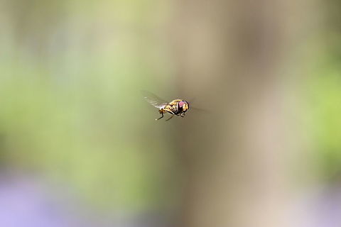 hoverfly  Geotagged,Spring,Syrphus ribesii,United Kingdom