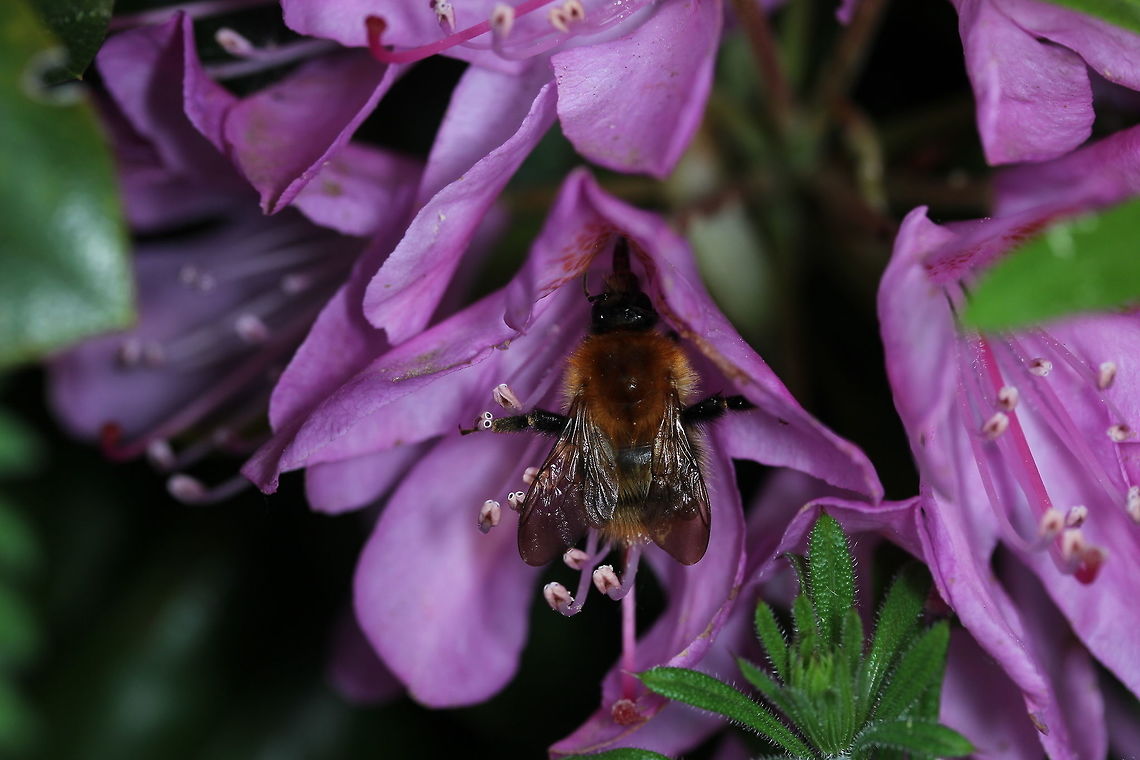 Orange Bee I believe I&#039;ve got the species identification correct after initially choosing &#039;Bombus Humilis&#039;. I saw this beauty flying around a woodland trail near open water. Bombus humilis,Bombus muscorum,Brown-banded carder bee,Geotagged,Spring,United Kingdom