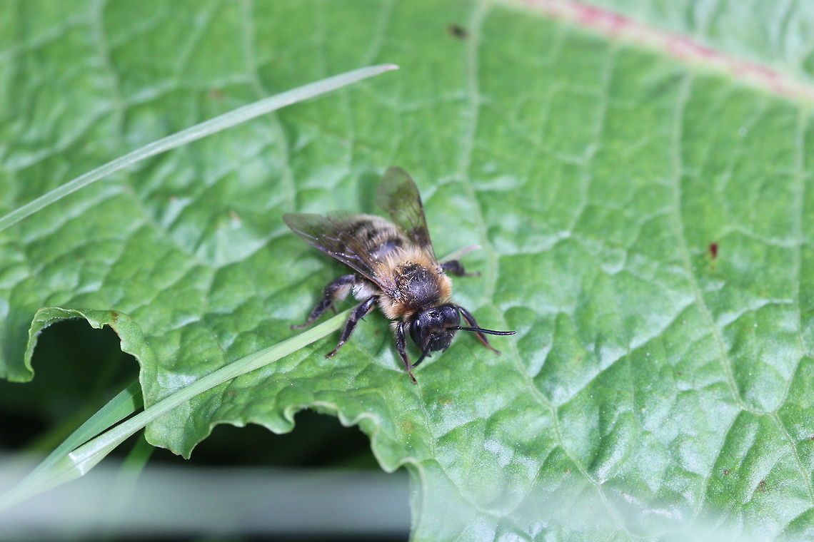 Just having a rest I thought this was a leaf-cutter bee but after 20 minutes searching, I don&#039;t think it is. the lack of the orange belly and the mandibles that appear smaller than a leaf-cutter bee&#039;s, I&#039;m a bit stumped as to what it is. Still - it&#039;s a pretty little thing :) Geotagged,Spring,United Kingdom