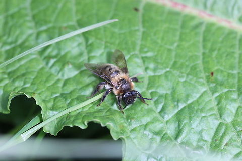 Just having a rest I thought this was a leaf-cutter bee but after 20 minutes searching, I don't think it is. the lack of the orange belly and the mandibles that appear smaller than a leaf-cutter bee's, I'm a bit stumped as to what it is. Still - it's a pretty little thing :) Geotagged,Spring,United Kingdom