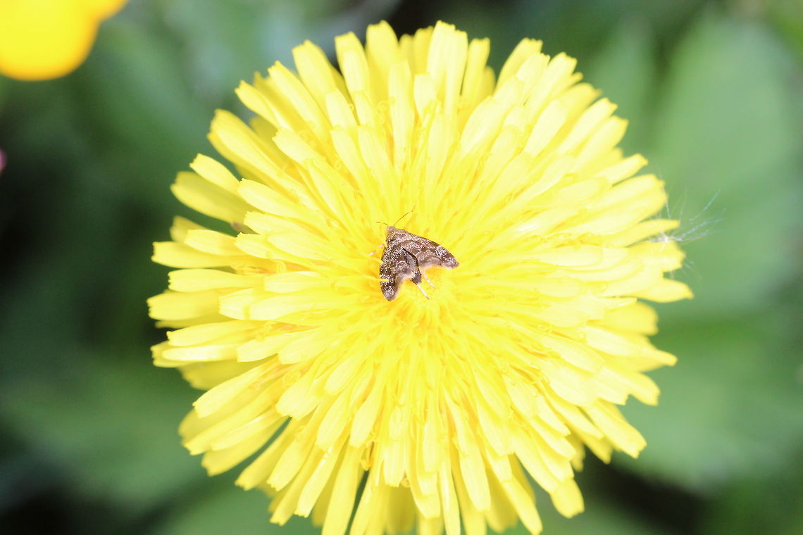 Moth on a dandilion I think it needs better camouflage... Anthophila fabriciana,Geotagged,Spring,United Kingdom