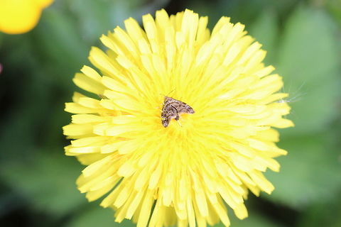 Moth on a dandilion I think it needs better camouflage... Anthophila fabriciana,Geotagged,Spring,United Kingdom