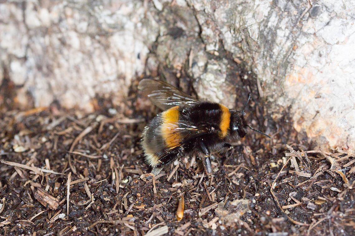 Big Buzzy Bee Saw this flying just above the ground making a loud buzzing noise. It wouldn&#039;t stay still long enough for me to get a decent shot though! Bombus terrestris,Geotagged,Spring,United Kingdom