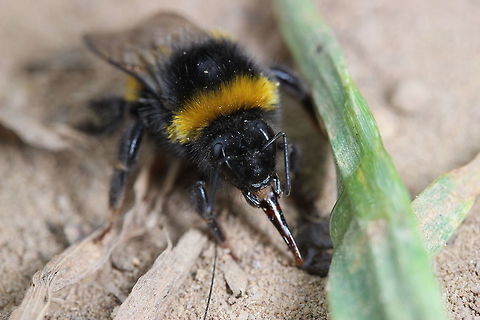 Thirsty Sat down after a long bike ride by the side of a farmers field, had an energy gel sachet which dripped onto the floor. I was joined rather quickly by this little delight. Spent about 15 minutes watching it wander around enjoying it's drink and crawling on my hand too. Love bees :) Bombus lucorum,Geotagged,Spring,United Kingdom,White-tailed bumblebee