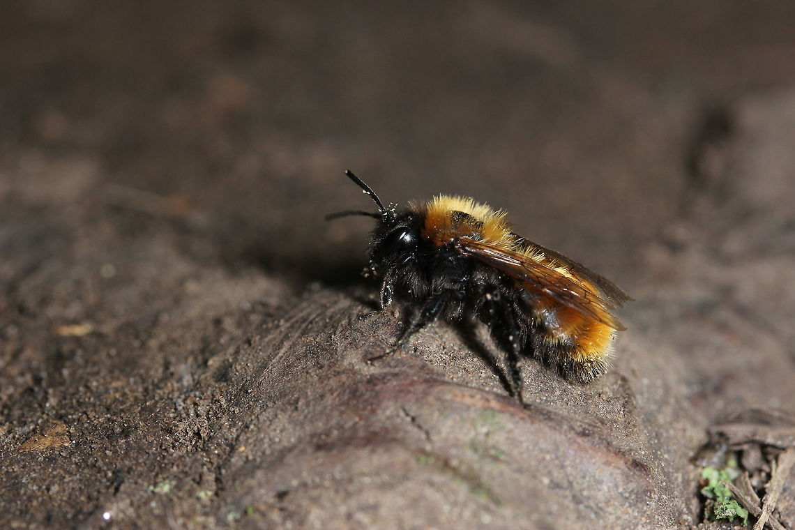 Out for a stroll Seen in a woodland area - first time I&#039;ve seen one of these out in the wild (or noticed one at least). I liked its colours. Andrena fulva,Geotagged,Spring,United Kingdom