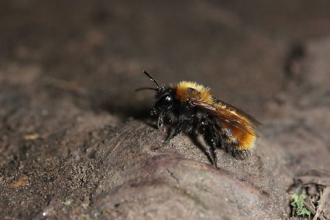 Out for a stroll Seen in a woodland area - first time I've seen one of these out in the wild (or noticed one at least). I liked its colours. Andrena fulva,Geotagged,Spring,United Kingdom