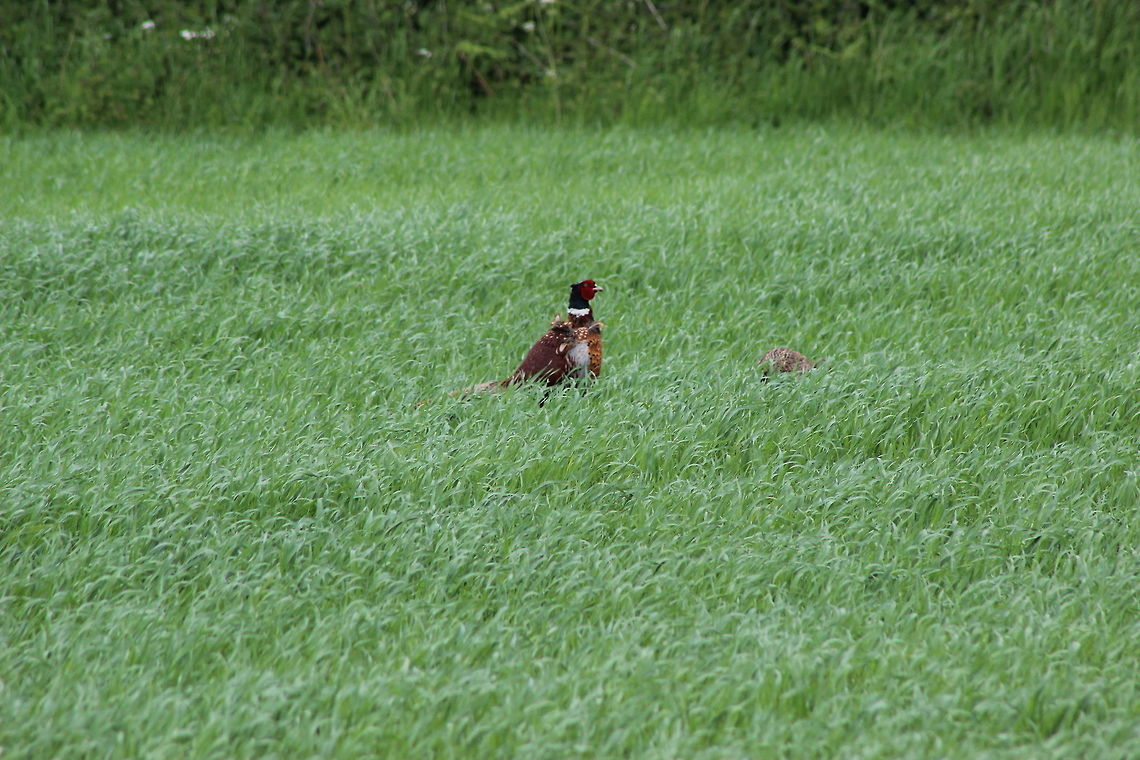 Long distance shot 'Ut oh love - I think he's seen us...'<br />
<br />
Couldn't get any closer than this unfortunately - even with my 300mm lens. Pity really as I'd have loved to get a better shot. You can just see his mate hiding in the undergrowth too.  Common Pheasant,Geotagged,Phasianus colchicus,Spring,United Kingdom