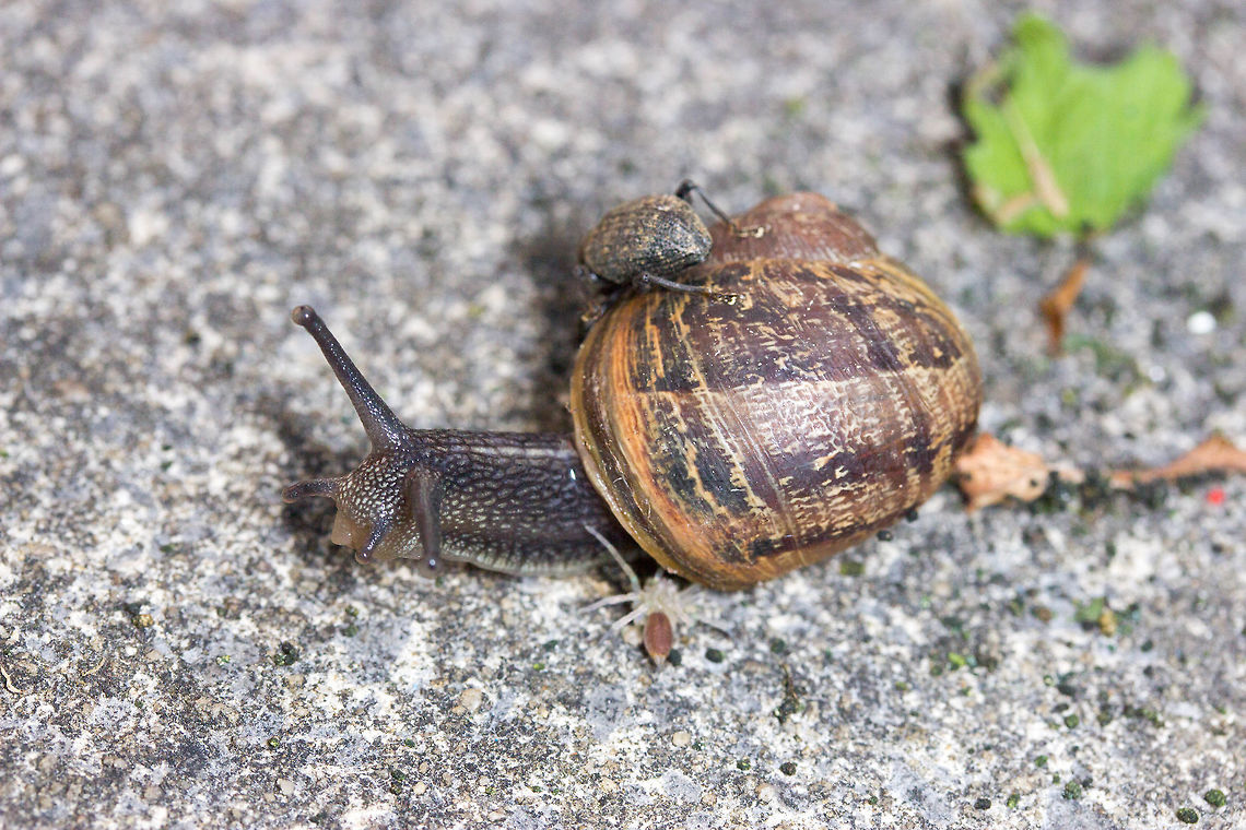 A snail, spider and beetle..... I&#039;m sure there&#039;s a joke in here somewhere Geotagged,Helix aspersa,Spring,United Kingdom
