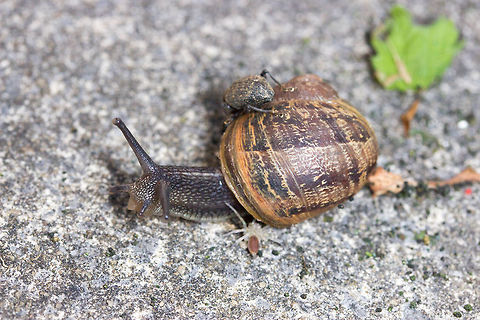 A snail, spider and beetle..... I'm sure there's a joke in here somewhere Geotagged,Helix aspersa,Spring,United Kingdom