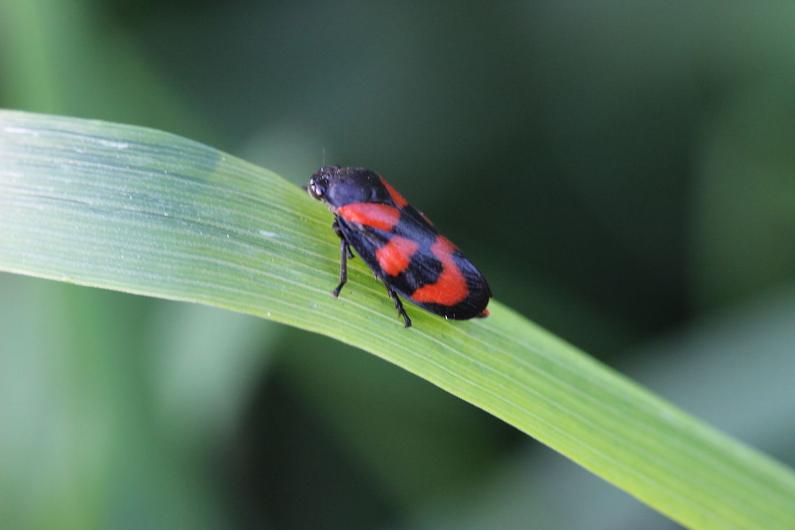 Cercopis vulnerata  Cercopis vulnerata,Geotagged,Spring,United Kingdom
