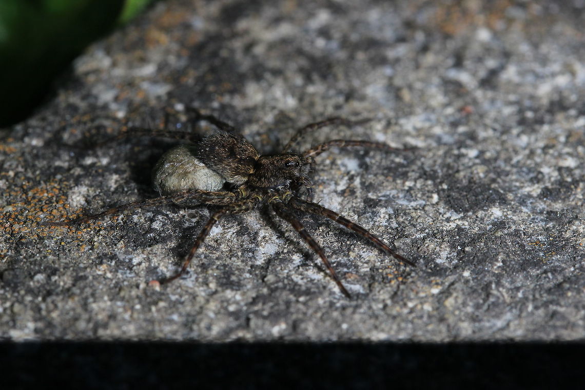 Possible wolf spider? Saw this in the garden - would I be right in thinking that this particular spider is pregnant? They are funny these ones, they pop out onto the paving stones, intimidate other spiders that walk past (of different species) and then run away again. Meadow Wolf Spider,Pardosa amentata,Pardosa prativaga,Spotted wolf spider