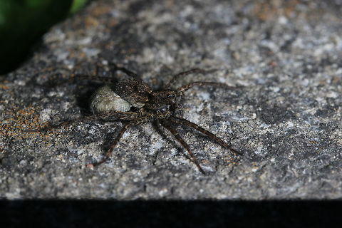 Possible wolf spider? Saw this in the garden - would I be right in thinking that this particular spider is pregnant? They are funny these ones, they pop out onto the paving stones, intimidate other spiders that walk past (of different species) and then run away again. Meadow Wolf Spider,Pardosa amentata,Pardosa prativaga,Spotted wolf spider