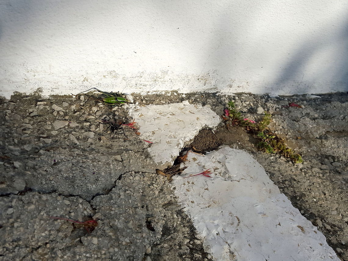 Evil little bodysnatcher Taken in Arillas, Corfu. I saw this sand wasp dragging the bush cricket down the path. The cricket was around 2.5&quot; in length (body) and this wasp was huge, dragging it as it couldn&#039;t carry the cricket. I bent down to take a close up with my phone as I didn&#039;t have my DSLR on me and it turned towards me, gave me that evil stare that you can see and started flapping it&#039;s wings, almost as if it was warning me to stay away from it&#039;s prize. Needless to say, I did exactly what it said and at the speed it was taking it&#039;s prey away, I didn&#039;t have tie to go back to my apartment and get my camera for a better shot. Thought I&#039;d include this shot (albeit from far away and not great quality) just to show how evil this thing was! Geotagged,Greece,Hairy digger wasp,Hairy sand wasp,Podalonia hirsuta,Summer