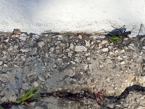 Evil little bodysnatcher (part 2) Following on from this image https://www.jungledragon.com/image/40342/evil_little_bodysnatcher.html

here is the same wasp quickly scurrying away with it's cricket. Geotagged,Greece,Hairy digger wasp,Hairy sand wasp,Podalonia hirsuta