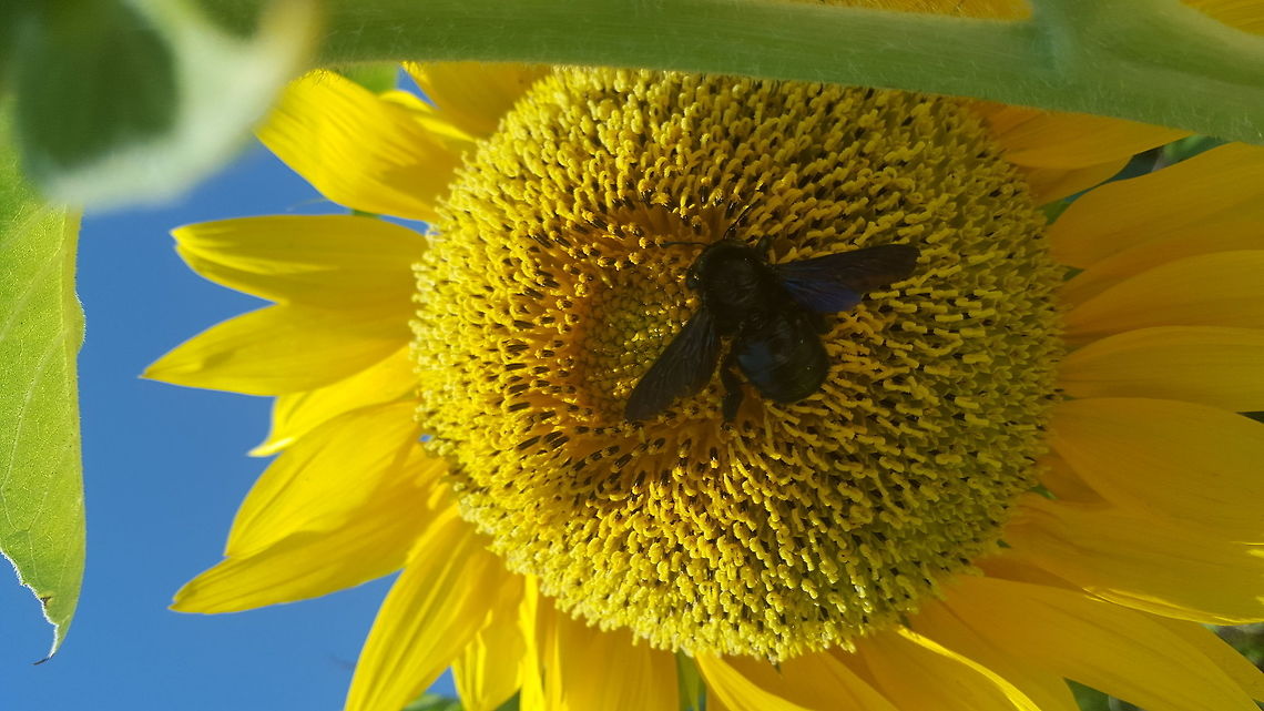 Beautiful Carpenter Bee Taken in Arillas, Corfu. Unfortunately there was a distinct lack of these flying around compared to the same time last year. I did notice one one of my walks that a lot of the bamboo and wood areas where I saw these bees nesting last year had been removed. Such a pity as I think these are stunning. They are by far my favourite bee. Geotagged,Greece,Summer,Violet carpenter bee,Xylocopa violacea