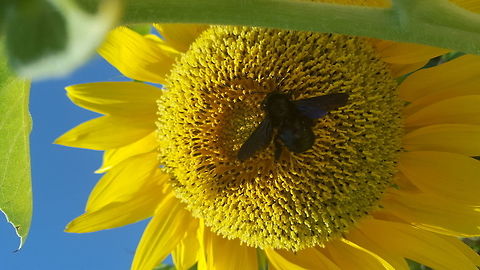 Beautiful Carpenter Bee Taken in Arillas, Corfu. Unfortunately there was a distinct lack of these flying around compared to the same time last year. I did notice one one of my walks that a lot of the bamboo and wood areas where I saw these bees nesting last year had been removed. Such a pity as I think these are stunning. They are by far my favourite bee. Geotagged,Greece,Summer,Violet carpenter bee,Xylocopa violacea