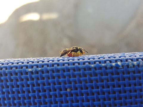 Another body snatcher I saw this on the beach. It flew onto my sun lounger and I was able to get a quick snap of it with my phone before it flew off again. I've yet to identify this wasp but it was approximately 10mm in length. I was initially thinking it was perhaps Euodynerus megaera however I think it is too small for this species. I'm guessing it's a potter wasp of some kind. The hunt continues! Geotagged,Greece,Summer