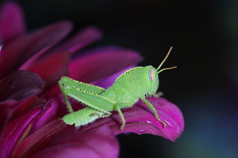 Camouflage Come on - you're not even trying. You contrast completely against your background Mr. Grasshopper! Anacridium aegyptium,Egyptian Locust,Geotagged,Greece,Summer