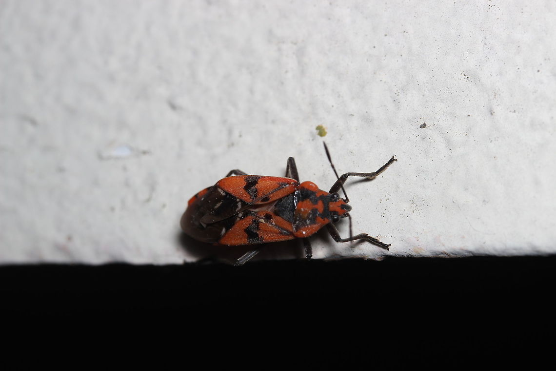 Ground Bug in Corfu  Geotagged,Greece,Spilostethus pandurus,Summer