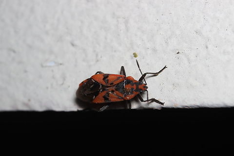 Ground Bug in Corfu  Geotagged,Greece,Spilostethus pandurus,Summer