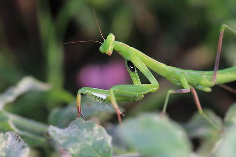 Mantis in the grass Got up early one morning to go for a walk in the fields - I'd read the night before that there were 'Green' & 'White' mantis species in Corfu - Thought I would go out looking for them. Something moved by my feet in the grass that was a few feet high - upon closer inspection I found this little beauty pretending to be a blade of grass. European Mantis,Geotagged,Greece,Mantis religiosa,Summer