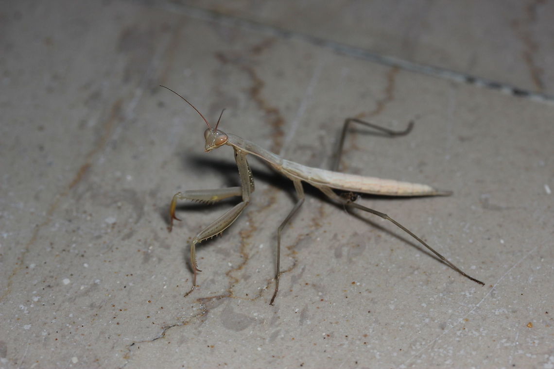 'White mantis' Following on from my luck finding the 'Green' mantis out in the field <figure class="photo"><a href="https://www.jungledragon.com/image/40361/mantis_in_the_grass.html" title="Mantis in the grass"><img src="https://s3.amazonaws.com/media.jungledragon.com/images/2488/40361_thumb.JPG?AWSAccessKeyId=05GMT0V3GWVNE7GGM1R2&Expires=1769040010&Signature=prpDfDaeGU4iSkRub%2FUBmlMQ6oA%3D" width="200" height="134" alt="Mantis in the grass Got up early one morning to go for a walk in the fields - I'd read the night before that there were 'Green' &amp; 'White' mantis species in Corfu - Thought I would go out looking for them. Something moved by my feet in the grass that was a few feet high - upon closer inspection I found this little beauty pretending to be a blade of grass. European Mantis,Geotagged,Greece,Mantis religiosa,Summer" /></a></figure> I went back to the shop by the holiday apartment to find this little mantis outside the shop waiting for me! It was nice enough to allow me to pick it up - cleaned itself while I held it in my hand and then I moved it out of harms way as I didn't want it to get stood on. After hearing the night before that there were 2 types of mantis where I was staying, I felt rather lucky that I'd seen both and managed to capture them in their natural habitat. In all honesty - this made my holiday ;) European Mantis,Geotagged,Greece,Mantis religiosa,Summer