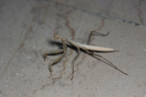 'White mantis' Following on from my luck finding the 'Green' mantis out in the field https://www.jungledragon.com/image/40361/mantis_in_the_grass.html I went back to the shop by the holiday apartment to find this little mantis outside the shop waiting for me! It was nice enough to allow me to pick it up - cleaned itself while I held it in my hand and then I moved it out of harms way as I didn't want it to get stood on. After hearing the night before that there were 2 types of mantis where I was staying, I felt rather lucky that I'd seen both and managed to capture them in their natural habitat. In all honesty - this made my holiday ;) European Mantis,Geotagged,Greece,Mantis religiosa,Summer