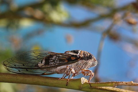 The Lyristes plebejus Found this by luck really - heard it singing but struggled to pinpoint the noise and location of it. Then there was a single tree about 6' tall and here it was - singing away quite happily. I've heard these for the past 3 years when I've been to Corfu but I've never been able to see one. I was pleased I did find one and get a shot - amazing creatures. Corfu,Geotagged,Greece,Lyristes plebejus,Souther European Cicada,Summer,Tibicen plebejus