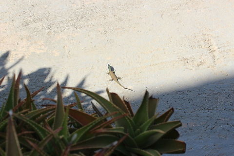 Camera Shy Lizard (Nicknamed 'Larry') This is apparently the most common lizard in Corfu however I only saw this one and it was more than keen to run away from me. I did manage to get a single shot of it however it was using my 60mm macro lens from about 14 feet away - not ideal but you can still see the different coloured head compared to the body. I nicknamed all the lizards (including the gecko's) 'Larry' :) Algyroides nigropunctatus,Blue-throated keeled lizard,Geotagged,Greece,Summer