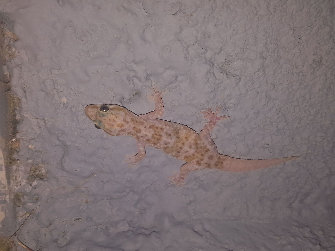 Little Gecko There were loads of these at the resort I was staying at - they varied in size but this one was big enough for me to get a shot with my phone before it ran away. Geotagged,Greece,Hemidactylus turcicus,Mediterranean house gecko,Summer