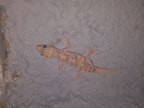 Little Gecko There were loads of these at the resort I was staying at - they varied in size but this one was big enough for me to get a shot with my phone before it ran away. Geotagged,Greece,Hemidactylus turcicus,Mediterranean house gecko,Summer