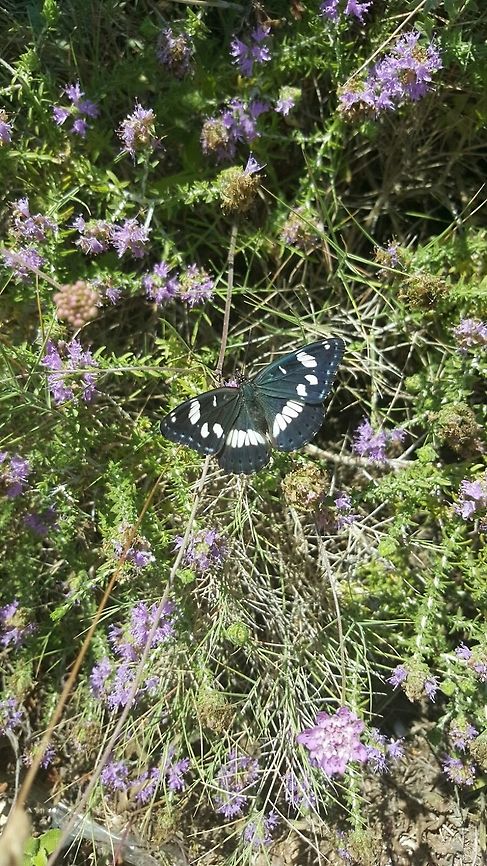 Taken by my other half I was having a bad day - she got a better shot with her phone camera than I did with all my DSLR/Macro lens &amp; ring flash! Geotagged,Greece,Limenitis reducta,Southern White Admiral