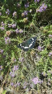 Taken by my other half I was having a bad day - she got a better shot with her phone camera than I did with all my DSLR/Macro lens & ring flash! Geotagged,Greece,Limenitis reducta,Southern White Admiral