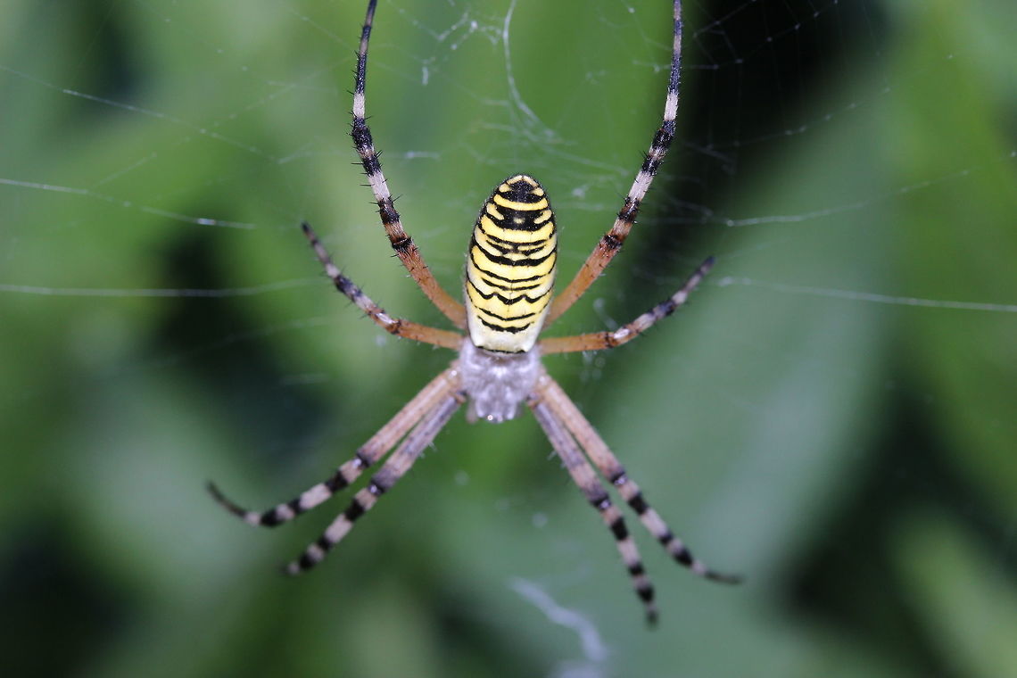 Wasp Spider Just hanging around on a hot summer&#039;s day in Corfu. Argiope bruennichi,Geotagged,Greece,Summer,Wasp spider