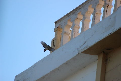 House martin On the block of apartments at "Kaloudis Village" there were a number of mud built nests near to the roof. I spent hours by the pool watching these amazing birds hunting insects and showing incredible aerial acrobatic skill to capture their prey.  Common House Martin,Delichon urbicum,Geotagged,Greece,Summer
